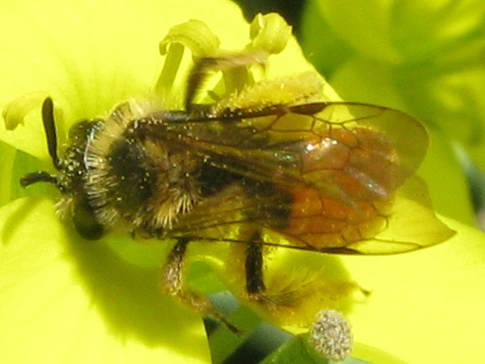 Andrena sp.